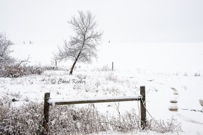 Lone Tree