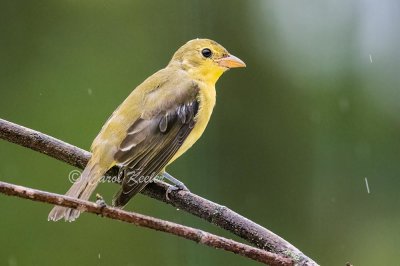 Scarlet Tanager in the Rain