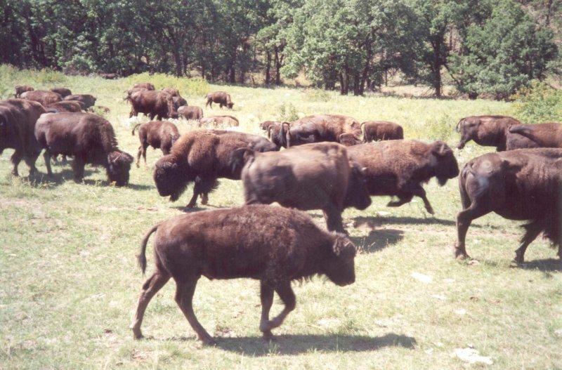 Custer State Park 2002