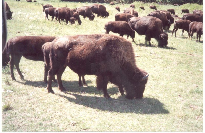 Custer State Park 2002