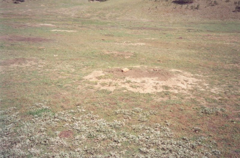 Gophers in Custer State Park 2002