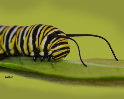 MACRO_MONARCH_LARVA2_100ppi_IMG_9780_copy.jpg