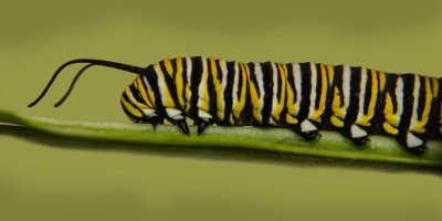 MACRO_MONARCH_LARVA2_300ppi_IMG_9772_copy.jpg