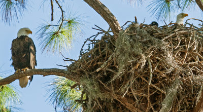 4) EAGLES NEST CHICK 300ppi IMG_9794.jpg