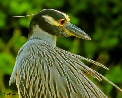 YELLOW-CROWNED NIGHT HERON (Nyctanssa violacea) 72ppi IMG_1832.jpg