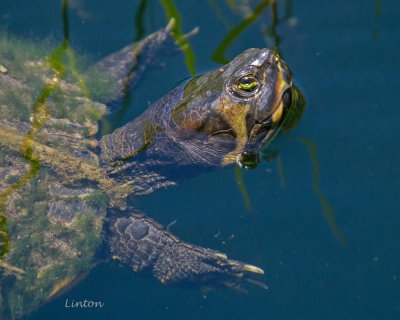 YELLOW-BELLIED SLIDER (Trachemys scripta)  100ppi IMG_9986.jpg
