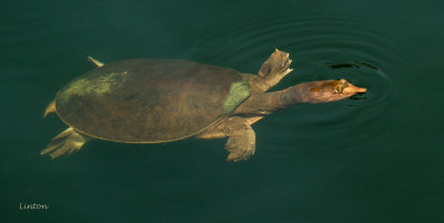 FLORIDA SOFTSHELL TURTLE2 (Apalone ferox) 100ppi IMG_0042.jpg