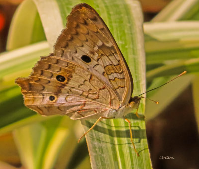 WHITE PEACOCK BUTTERFLY (Anartia jatrophae) 100ppi IMG_1805.jpg