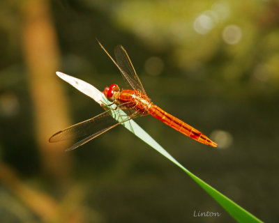SCARLET SKIMMER DRAGONFLY (Crocothemis servilia)  270ppi IMG_0340.jpg