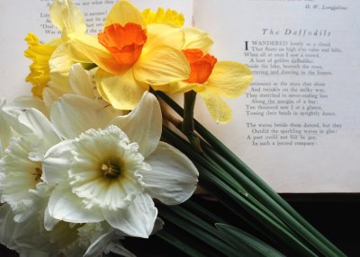 Daffodil Day