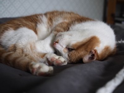 Cat nap