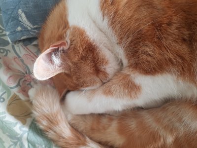 Let sleeping cats lie