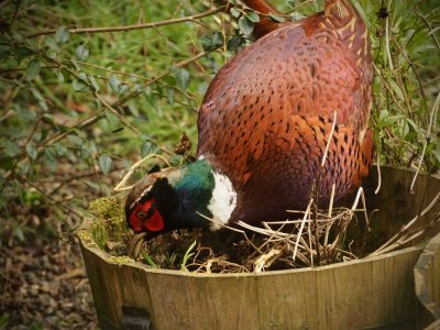 Pheasant