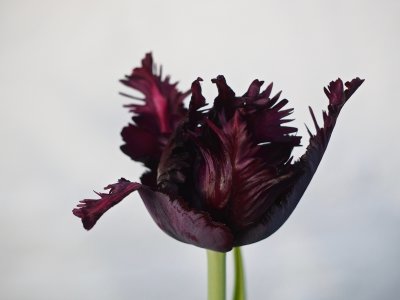 Tulip love
