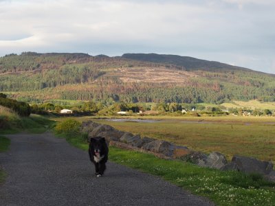 Ozzy goes for a stroll