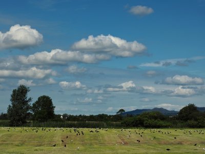 The birds
