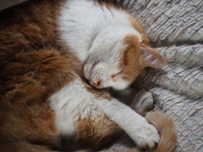 Let sleeping cats lie