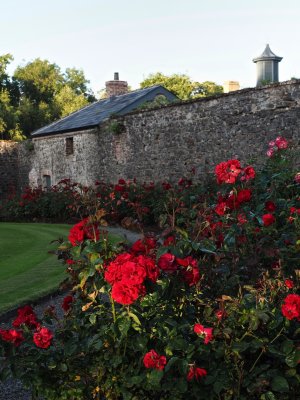 Rose garden