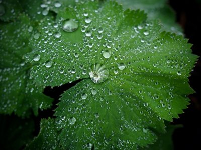 Lady's Mantle