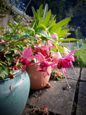 Still blooming