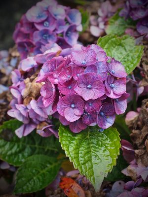 Changing hues