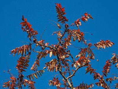 Autumn leaves