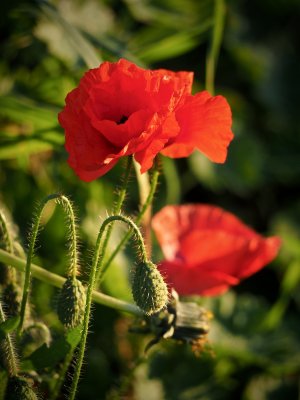 Late poppies