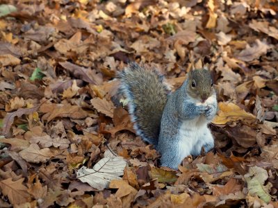 Squirrel!