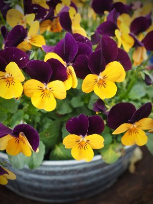 Winter pansies