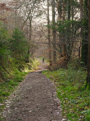 Forest trail