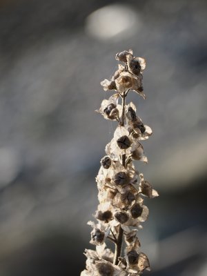 Silver bells