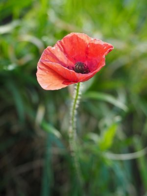 December poppy