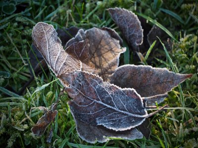Frost