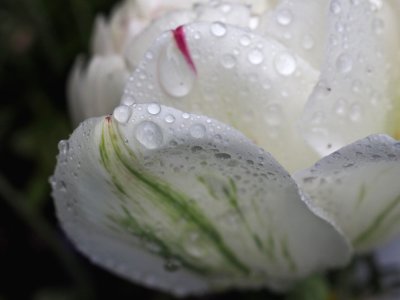 Rainy day tulip