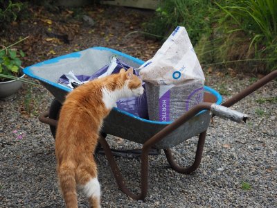 Toffee wonders if we've bought a giant bag of cat food