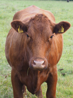 How now brown cow