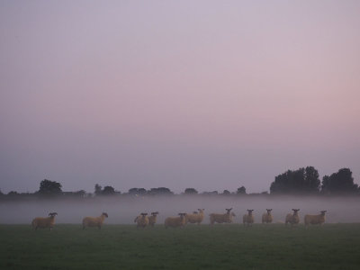 Sheep in fog