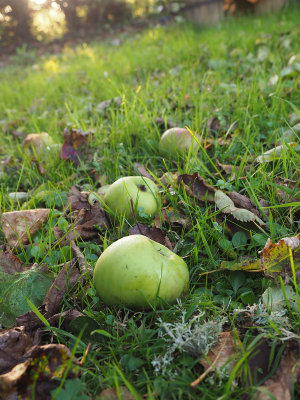 To a Cooking Apple at Twilight