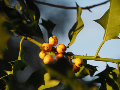Yellow berried holly