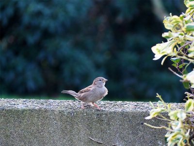 A bird on the wall is worth two in the bush