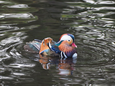 Mandarin Duck