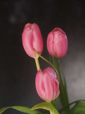 Supermarket tulips