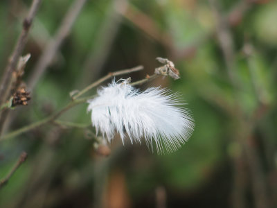 The lost feather