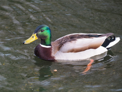 Mallard