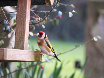 Goldfinch