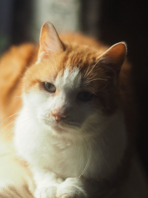 Pensive Toffee