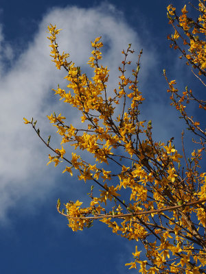 Yellow and blue