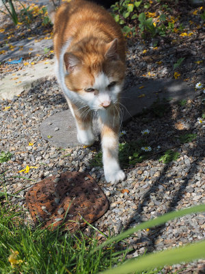On the prowl