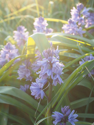 Bluebell time