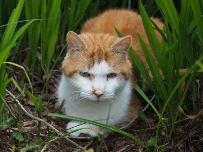 Jungle cat